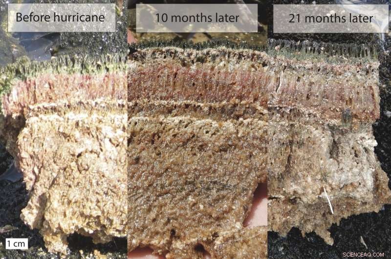 Microbial Ecosystems Demonstrate Remarkable Resilience After Hurricane Damage