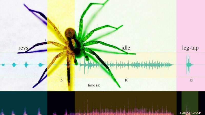 Wolf Spider Courtship: Complex Signals Increase Mate Success
