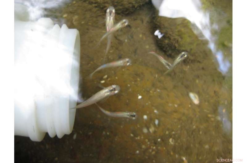 Guppy Evolution: Unlocking Insights into Adaptation and Natural Selection