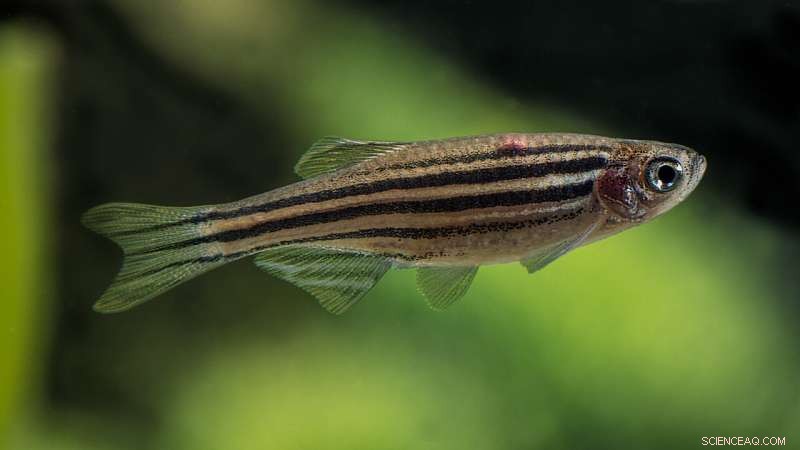 Zebrafish Research Reveals Evolutionary Trade-offs in Lab Settings