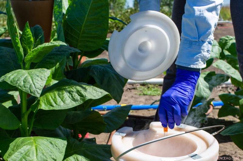 Photosynthesis Enhancement in Crops: Challenges and Opportunities