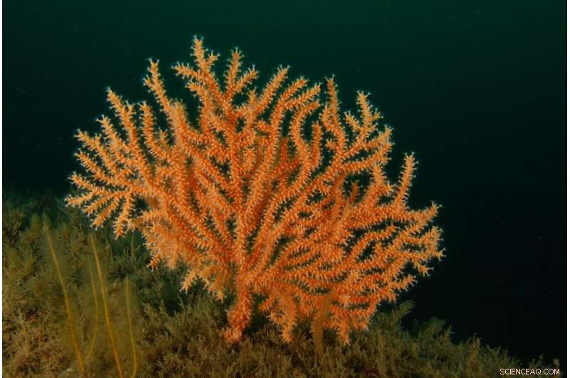 UK Coral Resilience: Study Finds Potential for Expansion Amid Climate Change