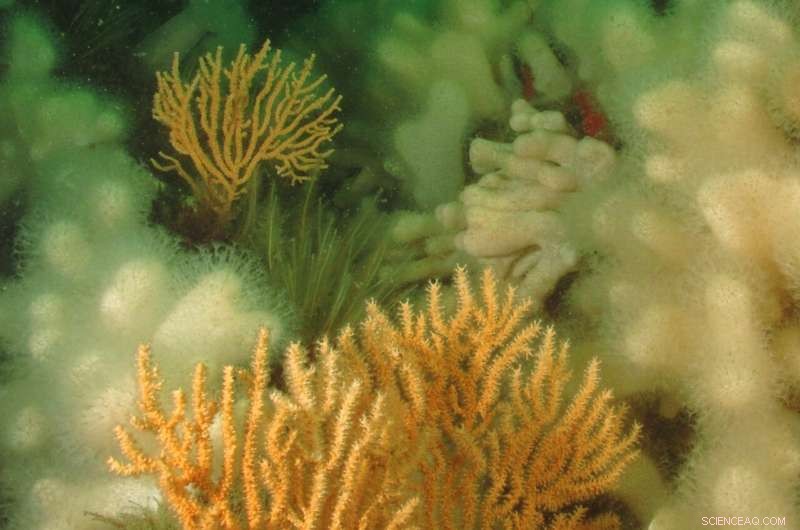UK Coral Resilience: Study Finds Potential for Expansion Amid Climate Change