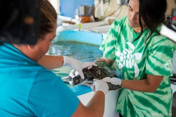 DNA Tracking Advances Sea Turtle Conservation Efforts