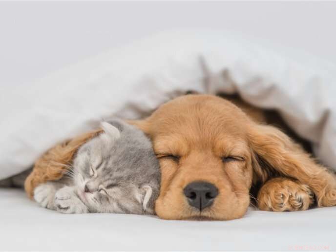 Do All Animals Sleep? Exploring Animal Sleep Patterns