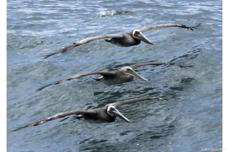 California Investigates Increase in Sick and Dead Brown Pelicans