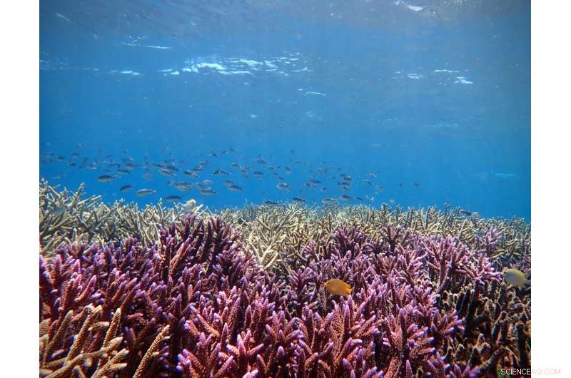 AI Detects Coral Reef Health Through Acoustic Analysis