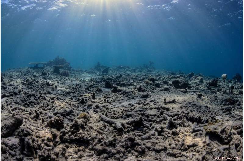 AI Detects Coral Reef Health Through Acoustic Analysis