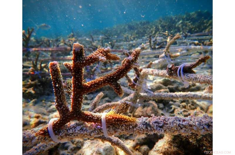 AI Detects Coral Reef Health Through Acoustic Analysis