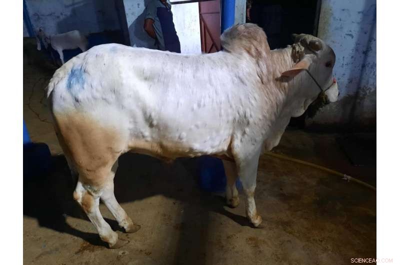 Lumpy Skin Disease Resurgence Risk at Eid Festival in Pakistan