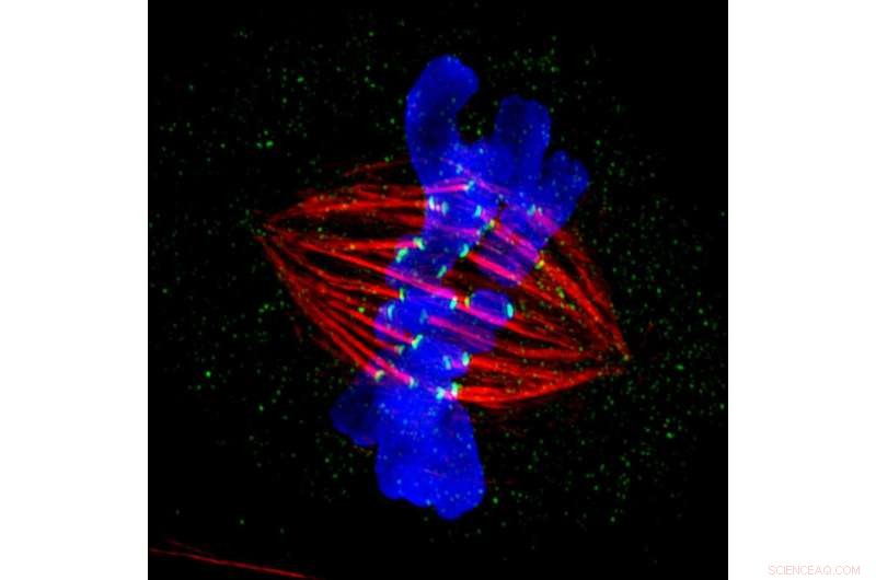Cohesin Complexes and Chromosome Structure in Stem Cell Division: A Novel Study