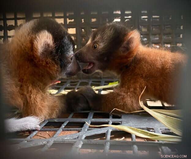 Critically Endangered Red-Ruffed Lemurs Born in Captivity - A Rare Success Story