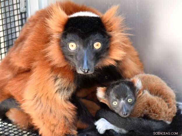 Critically Endangered Red-Ruffed Lemurs Born in Captivity - A Rare Success Story