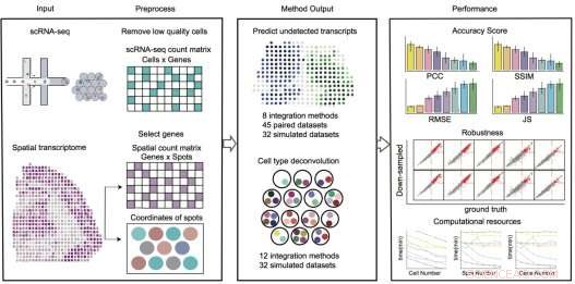 Spatial Transcriptomics Integration: A Benchmark for Cell Type Deconvolution