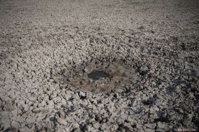 Strawberry Farming s Impact on Donana National Park s Wetlands