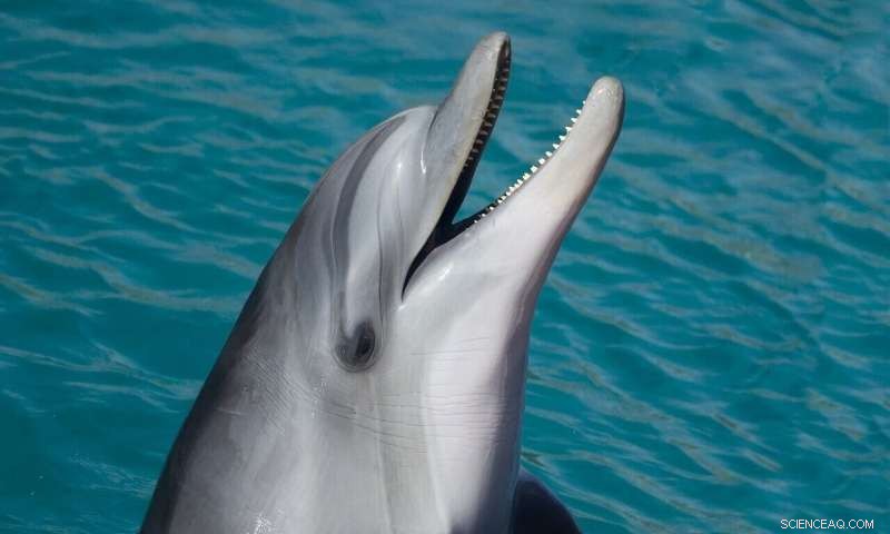 Bottlenose Dolphin Signature Whistles: Shaped by Environment, Not Genetics