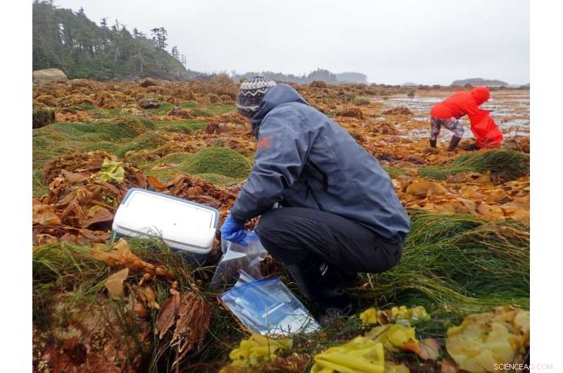 The Origins of the Microbiome: Insights from Ancient Bacterial Guilds