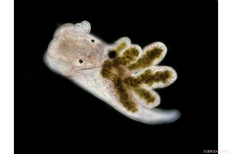 The Origins of the Microbiome: Insights from Ancient Bacterial Guilds