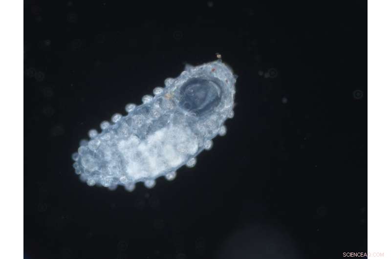 The Origins of the Microbiome: Insights from Ancient Bacterial Guilds