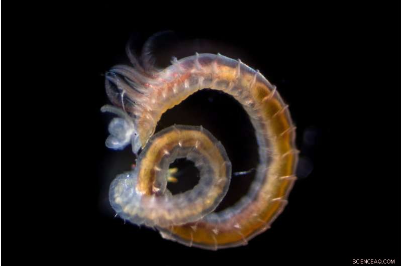 The Origins of the Microbiome: Insights from Ancient Bacterial Guilds