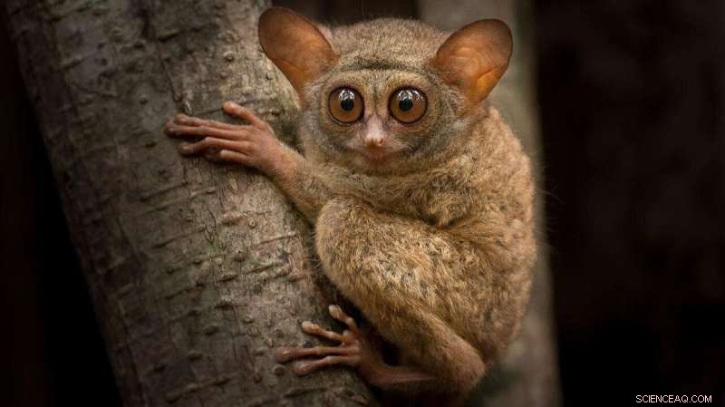 Comprehensive Primate Family Tree Reveals Evolutionary Relationships