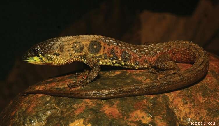 Reptile Extinction Risk: New Study Reveals Higher Numbers Than Previously Estimated