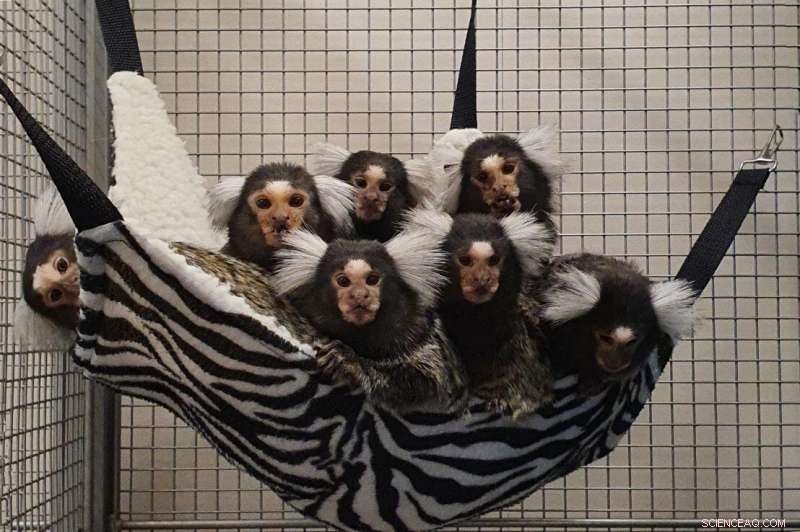 Primate Vocalizations: Unlocking the Secrets of Speech Evolution