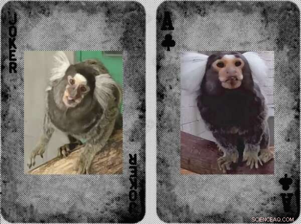 Decoding Marmoset Emotions: New Tool Reveals Facial Expressions