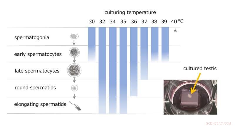 Testicular Warming & Spermatogenesis Failure: Understanding Male Infertility