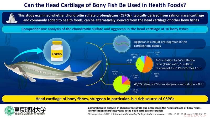 Bony Fish Cartilage: A Novel Source of Proteoglycans & Chondroitin Sulfate for Health Foods