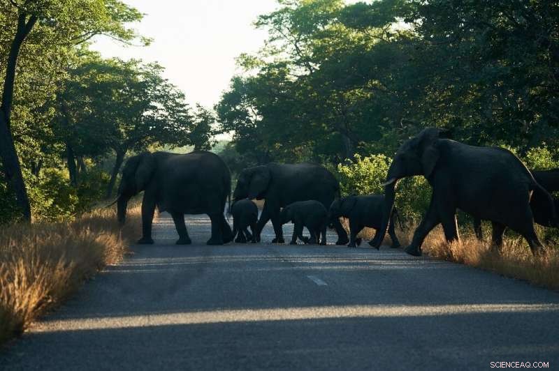 Zimbabwe Elephant Population Growth: Human-Wildlife Conflict Escalates