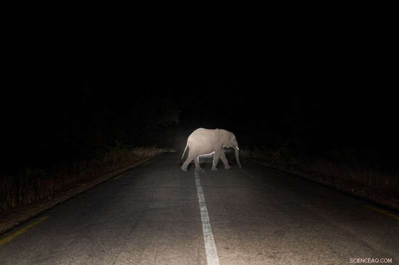 Zimbabwe Elephant Population Growth: Human-Wildlife Conflict Escalates
