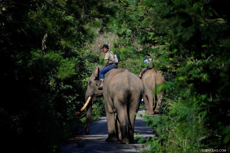 Critically Endangered Sumatran Elephant & Calf Dies – Possible Poisoning in Indonesia