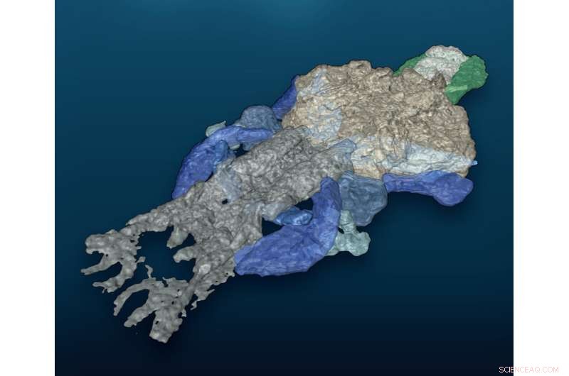 Palaeospondylus: X-ray Imaging Reveals Key to Early Tetrapod Evolution