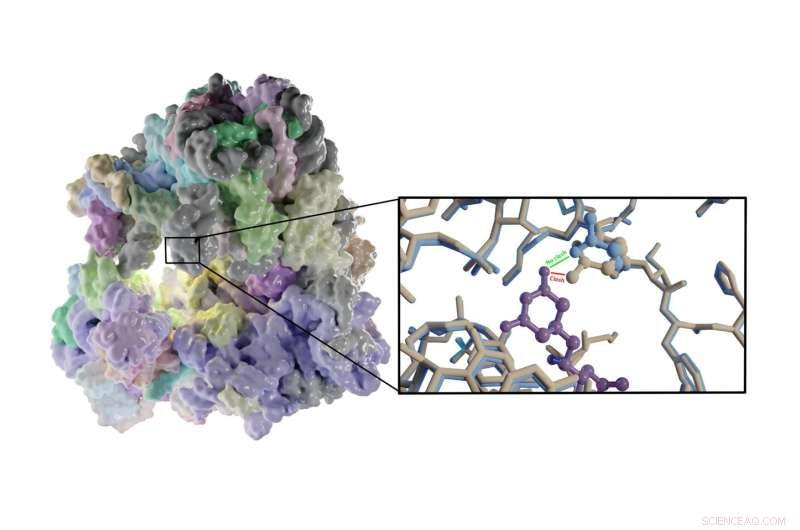 Cryo-EM Reveals Novel Drug Target for Candida Albicans