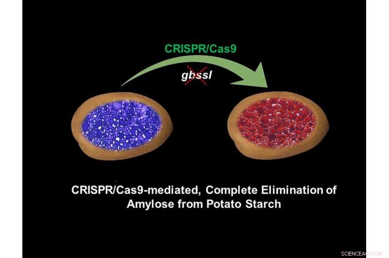 CRISPR Starch Modification in Potatoes: Enhancing Culinary & Industrial Applications