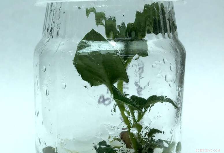 CRISPR Starch Modification in Potatoes: Enhancing Culinary & Industrial Applications