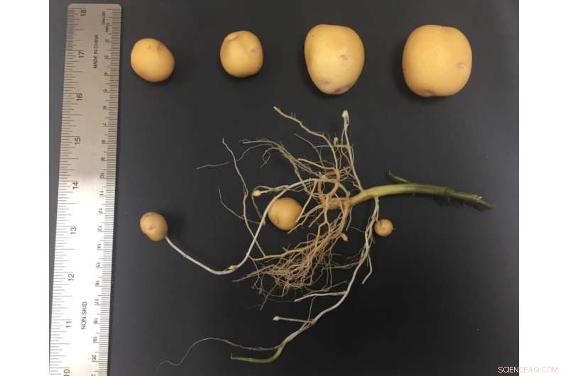CRISPR Starch Modification in Potatoes: Enhancing Culinary & Industrial Applications