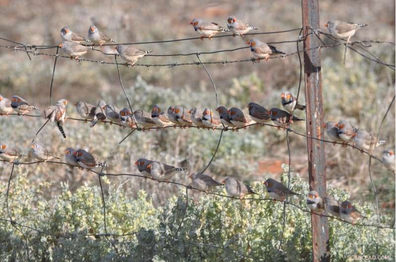 Understanding Stress Transmission in Animal Groups | Behavioral Ecology