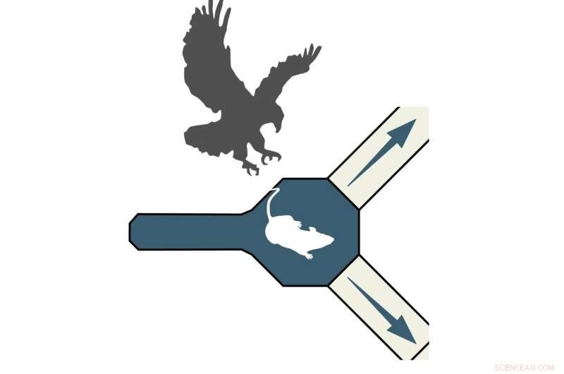 Mice s Instinctive Navigation: Finding the Fastest Escape Routes