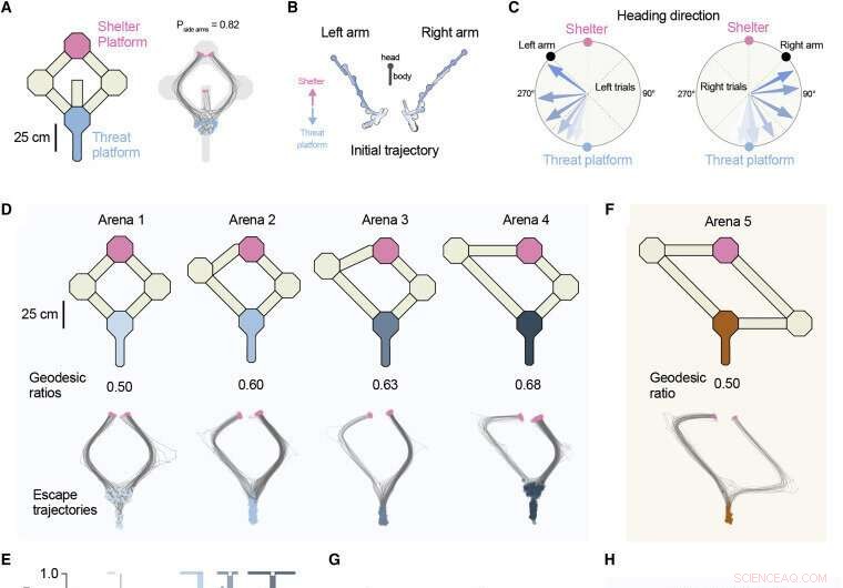 Mice s Instinctive Navigation: Finding the Fastest Escape Routes
