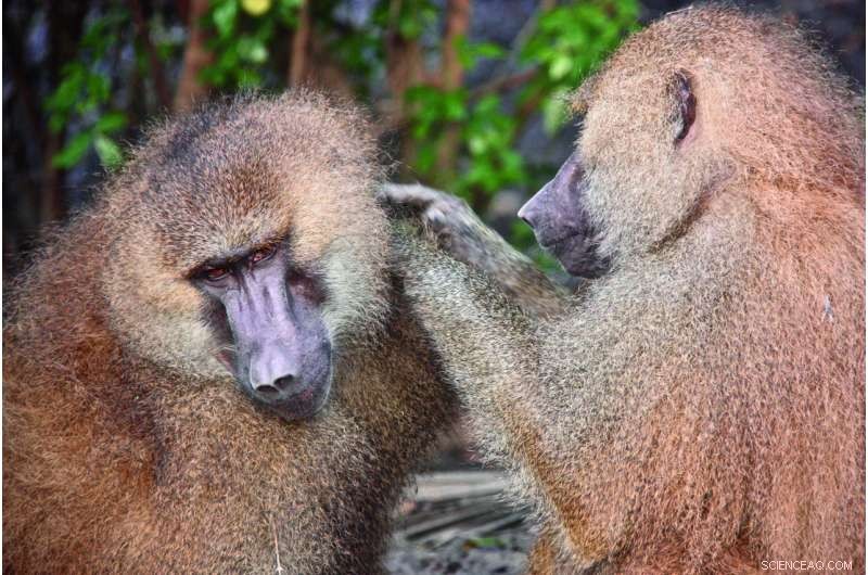 Male Bonds and Reproductive Success in Guinea Baboons: A Study in Social Complexity