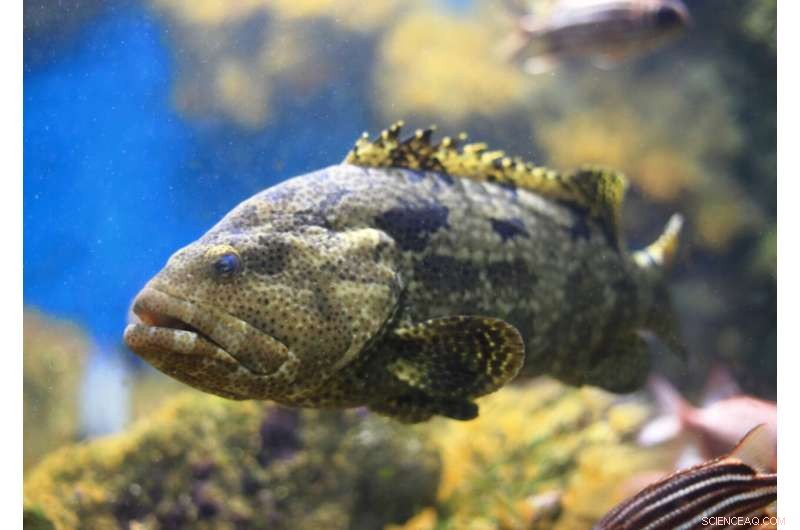 Environmental DNA Monitoring for Illegal Fish Trade: A New Method