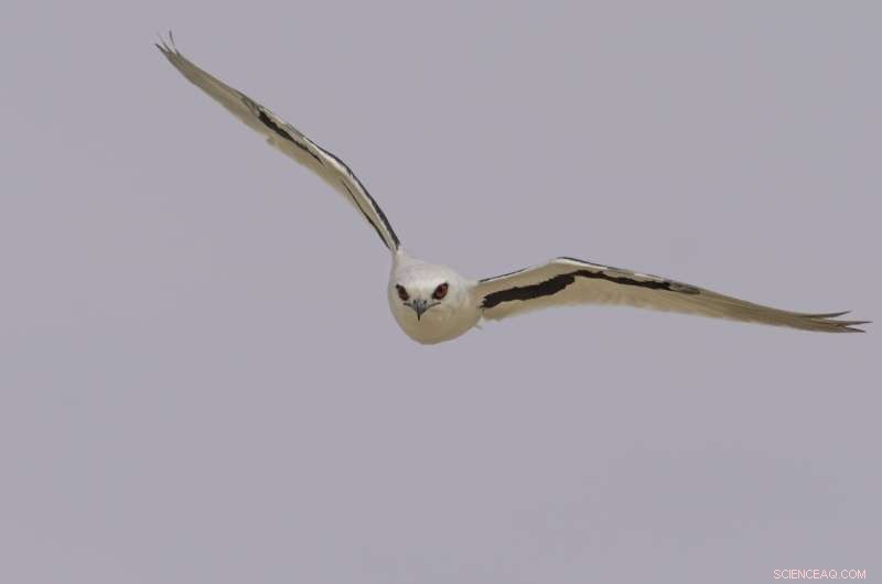 Letter-winged Kite Vision: A Study of Nocturnal Hunting