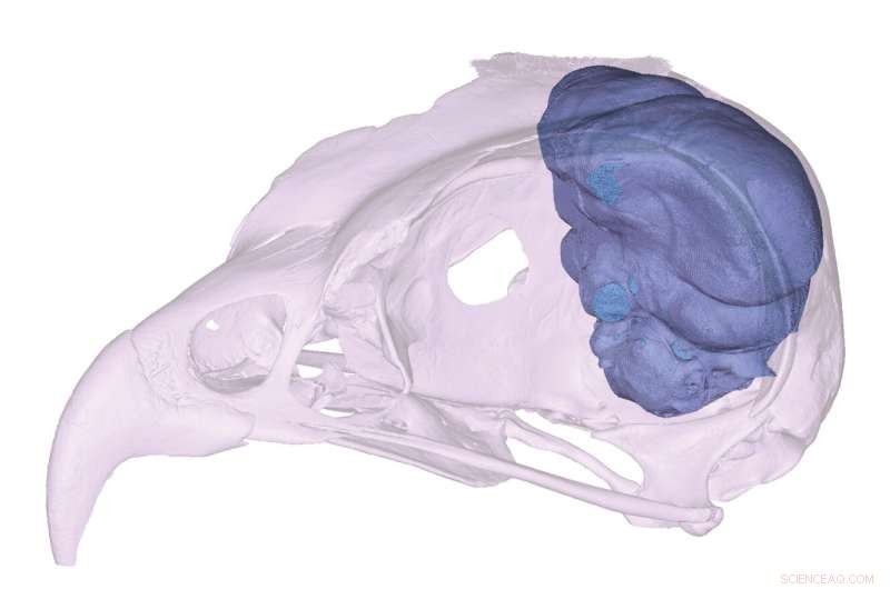 Letter-winged Kite Vision: A Study of Nocturnal Hunting