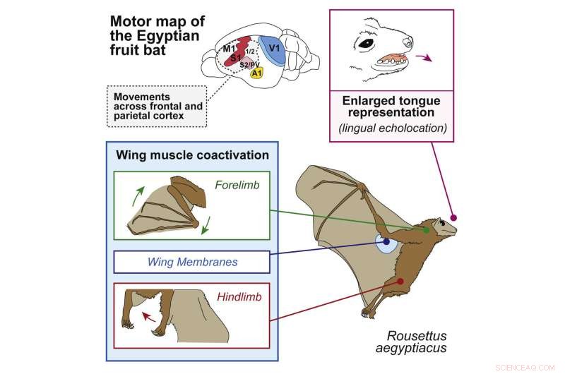 Bat Brain Structure: Unlocking Echolocation & Flight Secrets