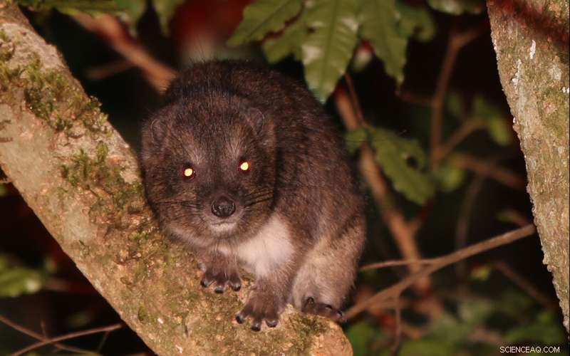 Unveiling the Lives of Kenyan Tree Hyraxes: New Research Insights