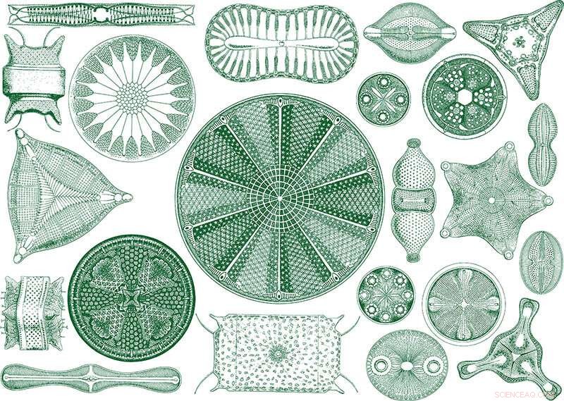 Diatoms: Harnessing Green Algae for a Sustainable Future