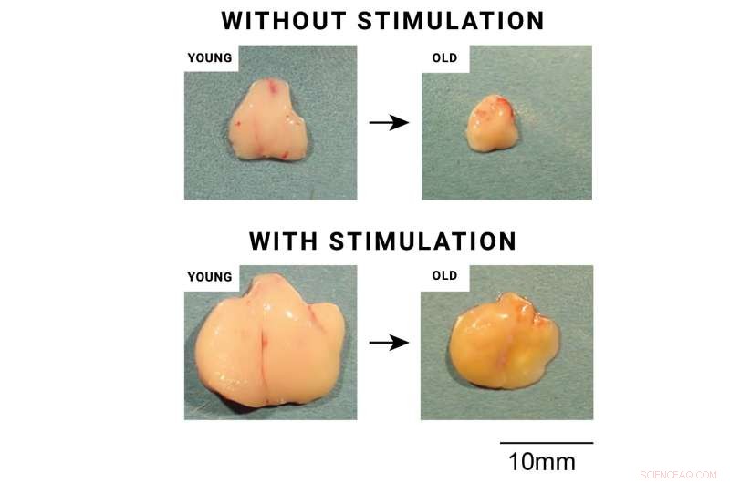 Understanding Thymus Development and Function