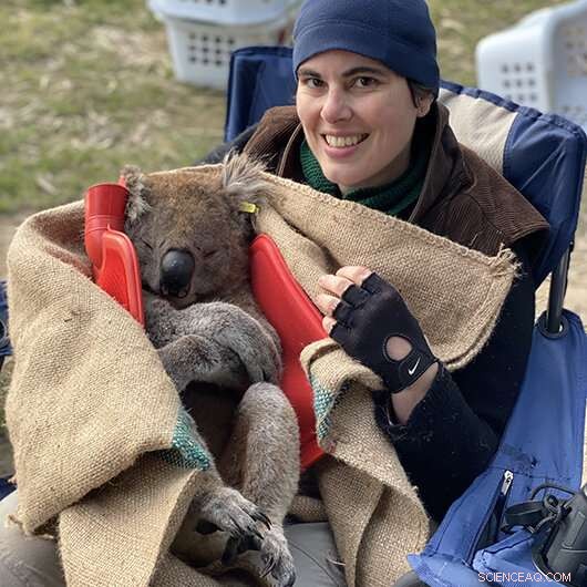 Koala Health Crisis: Virus Amplifies Disease Vulnerability